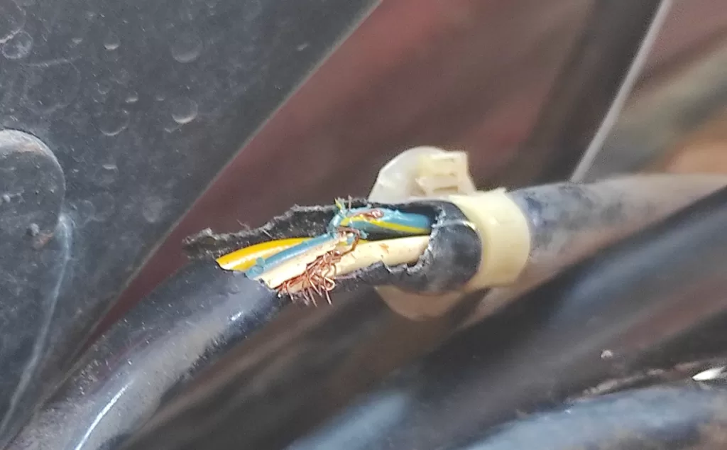kabel motor digigt tikus